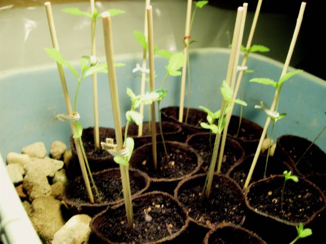 Germinated in Peat pots.