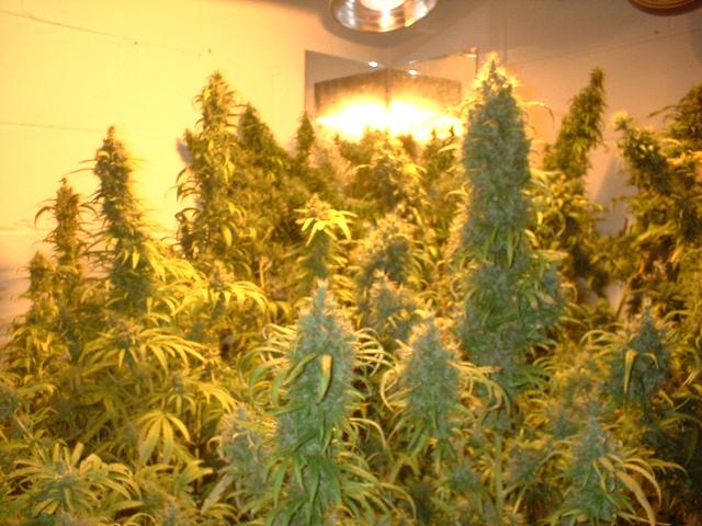 hps is on a 9/16 lighting 
walls of the room were painted white and mirrors were put in to place  