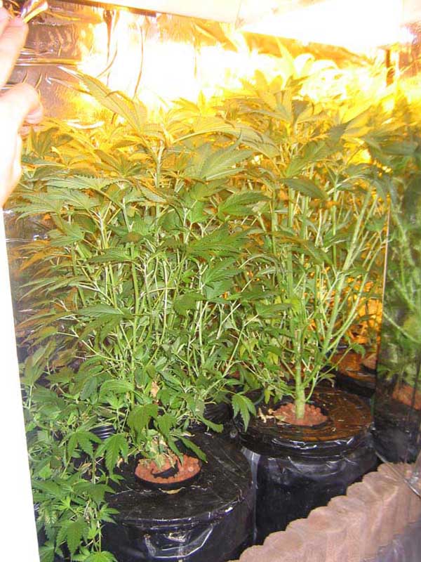 heres the bulk of the big stretch (I hope!) ... its now oct12, and the plants have been in the 12/12 cycle for 2 weeks.

