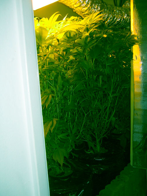 if im at home, i like to open up my closet doors and let the plants breathe ... trouble is if i leave the doors open for any period of time, they start growing out the closet.