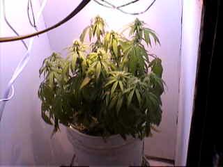 still drooping
