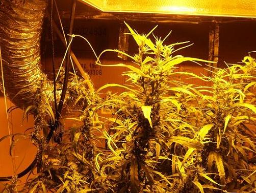this is the thc bomb at 7 weeks. it buds decent for a while and then the top of the bud just stretches as shown in the pic. this is the second time ive flowered clones from the same mom and it did this both times so bye bye for this one.