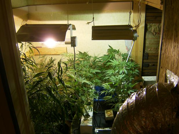 this is the veg room, you can see the jack herrer. the thc bomb mother is in the way but the left is the other mothers of tripple X and jack herrer. i will be getting rid of the thc bomb due to add flowering.