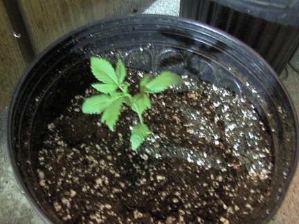 put your plant with the plug of old dort in the depression of your new pot and fill in any gaps with soil.Add some superthrive and your done.Sometimes your plants may stress for a few days after a transplant but they will recover.