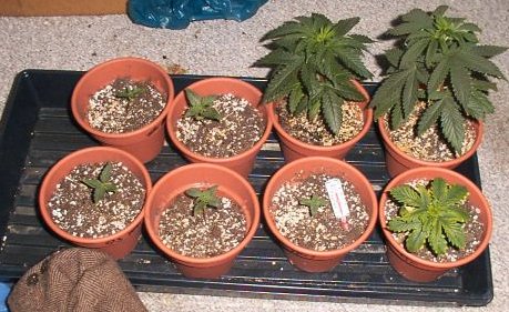 biggest plants are Herbs which are a little over a month old and are getting transplanted.half of these are glass slipper and the other half are HS,The glass slipper started germing on the 6th of Feb