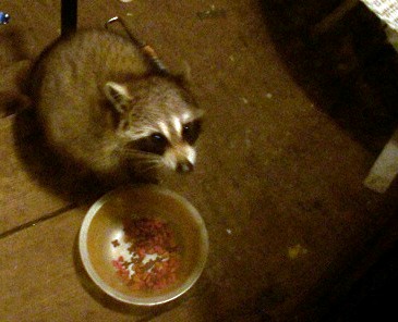 see here in the south nature comes right to your door.This is Rocky...he really likes cat food