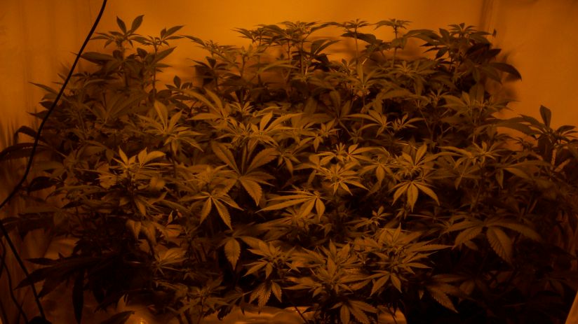 Lots og bud sites are forming. I should have used a screen or BushMaster to stop the stretching.