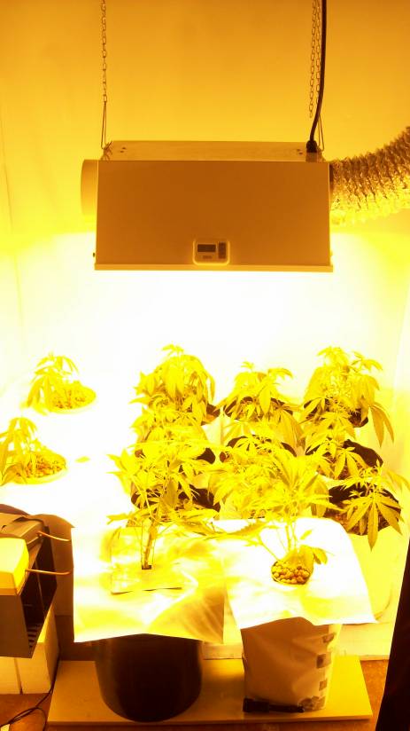 Flower Day 1