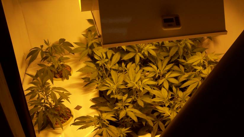 6 Days after switching my lights. The canopy is filling in!!
