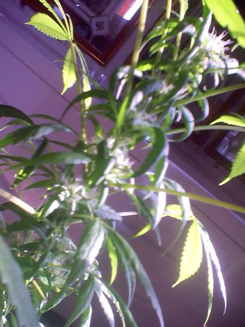 I move them to the sun on good days