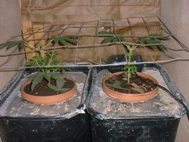 This is a close up of my bubblers, with the screen in place ready and waiting for SCROG!  I am sexing them now to findout which is girlies!