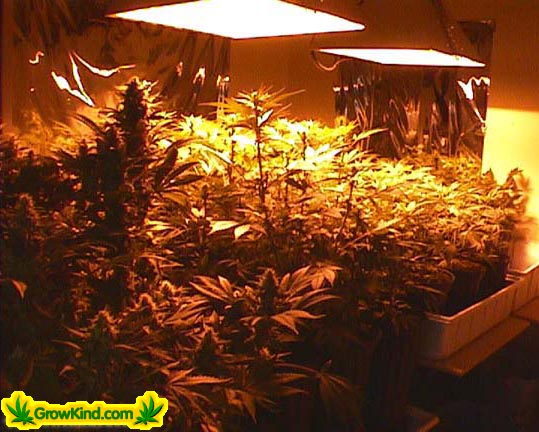 This shot shows the garden in it's various stages of growth. The plants nearest the camera will be ready for harvest in a couple weeks where the far ones have just been put under.