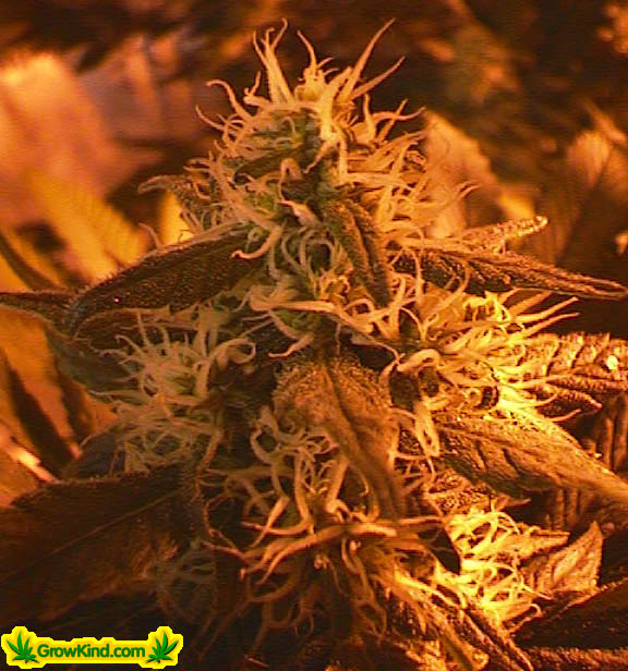 Great picture of this California Crush big bud strain.