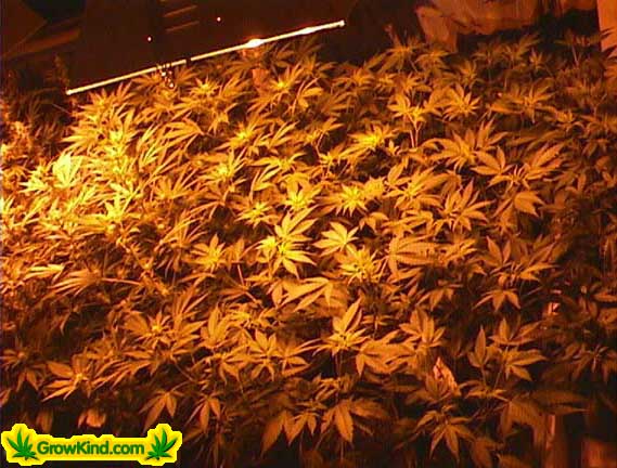 View of the tops of some young flowering plants.