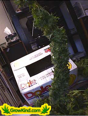 A nice big cola.