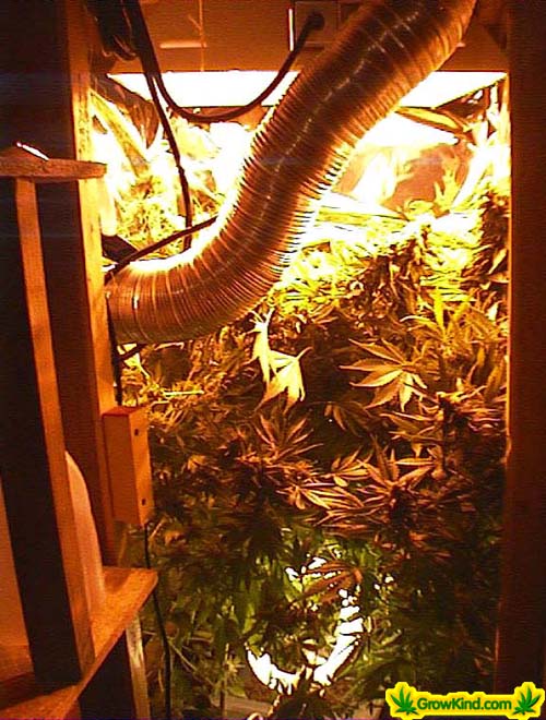 By the time harvest came around the buds were spilling out of the closet.
