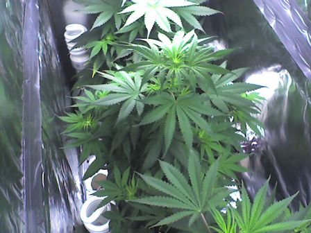 A closer shot of the middle plant...