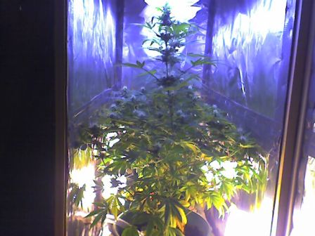 Here's a side shot at 9 weeks.  I'm having a few leaves turn yellow near the bottom especially on the plant I stressed out with ferts...  I know that this is somewhat normal, but I'm getting a little worried about this plant.  It looks okay here, but I've had to pull off quite a few dead leaves this past week.  Current pics will be posted tomorrow.