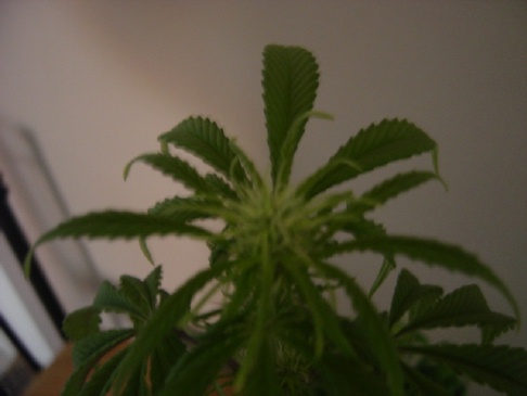 Another picture of early bud.