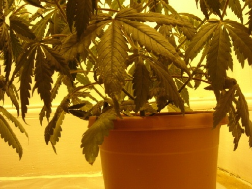 I wonder if the pot is too small.