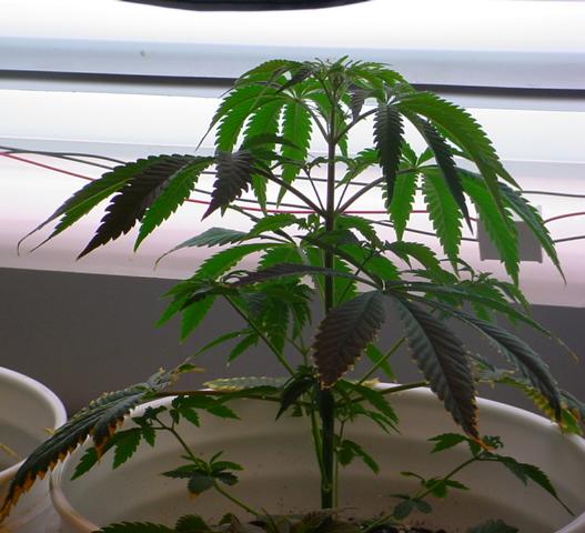 Gonna start flower this week