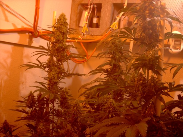 NYCD,Kush unpruned, Pr
Note: I didn't water my garden for 6 entire days just to see how much stress they can handle.  Results: other than signs of heat stress due to underwatering; they all handled the stress very well!