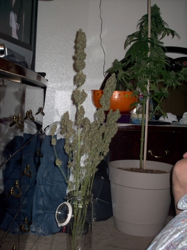 Very pretty ain't it?  Smokes fantastico...rhino power is the tall cola; shorter cola is nycd#2...and Queen Kush adorned with a 4horned crown in background.