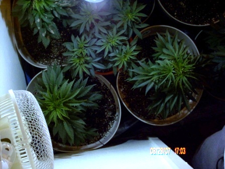 Bird'z eye view of oscillating fan blowing across the canopy on day 34.