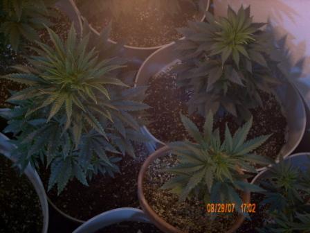 NYCD on rear right.
Purple Rhino left.