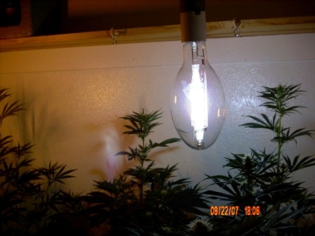 Vertical Metal Halide Shot