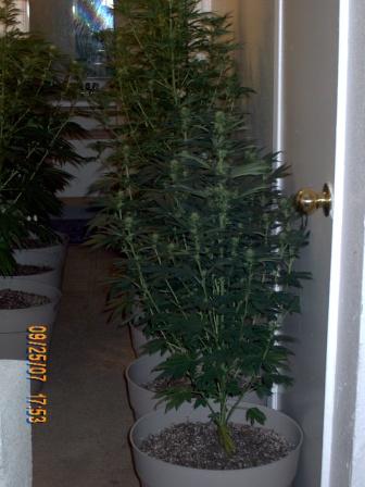 I'm luvin' the NYCDs!  They remain short & bushy!3 weeks of 12/12. Left Rear-2 kushes. Right Rear-Sativa Purple Rhinos & Rhino Powerplant. Right front-2 NYCDS. Left Front-Small Purple Rhino.