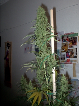 Right before the chop.  My dr chronic seeds arrived in exactly a week...so I hafta make room.  I don't have a perpetual setup yet.