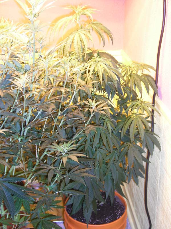 Seventh day of flowering. Still cannot determine sex yet.