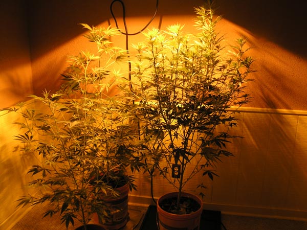 Full view of threee remaining plants