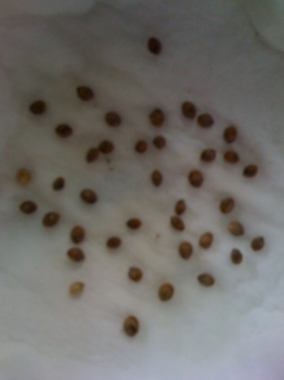 Start of germinating the seeds in wet paper towels.
