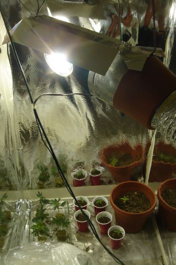 2-3 weeks since seeds started. Got the Roor ans the LUX in there too yee!