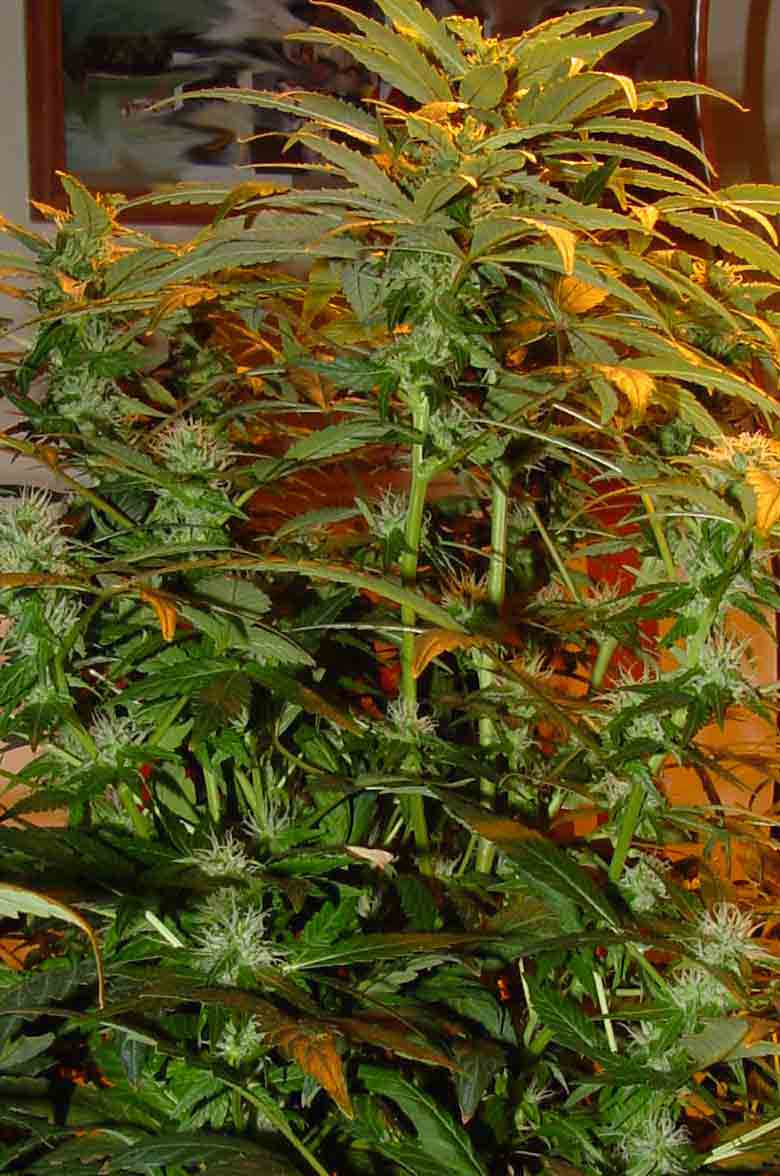 Same plant I named the red headed step child because of the abuse it took. Flowering nicely though I think, although I'm sure it could be better with refelctive material surrounding it