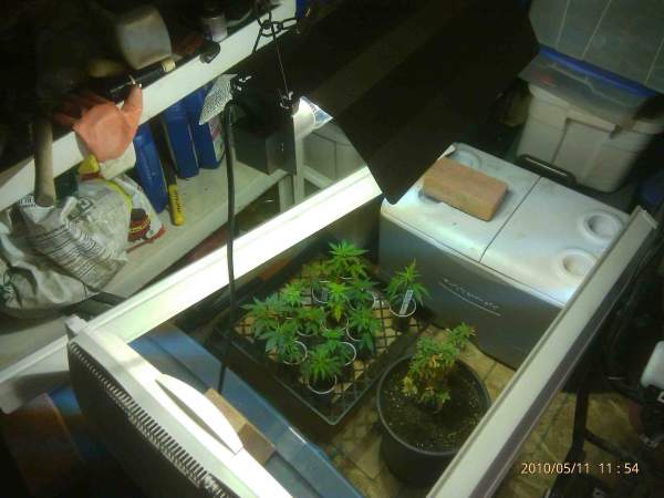 this is the basic setup, got 4 fluorescent tubes and one 400 watt Metal Halide light. got the clones and then add peat moss with vermiculite mix and just waiting for roots to grow out. been like 5 days under the light. please give me some advise!
