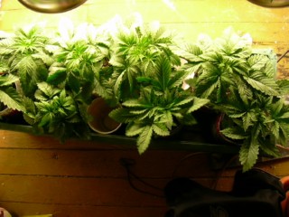 ...ahhhhhh the smell of the Garden