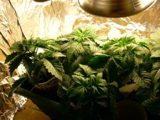 ...cali lookin good day 16