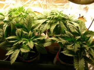 ...shorties bush'n like a mo fo