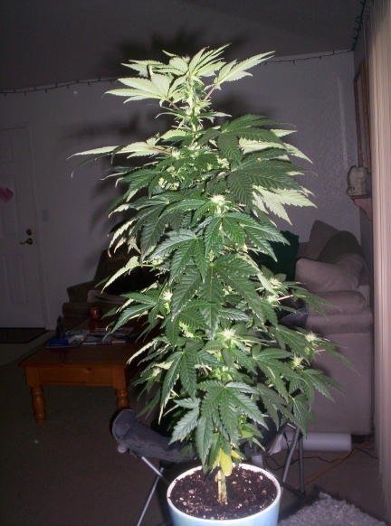 This is the end of the seventh week, actually taken last week. I made a stupid mistake and didnt repot it in time and it started outgrowing its pot not long after flowering...sucks, but I learned from my mistake and put my little one in a 3 gallon pot ;o)