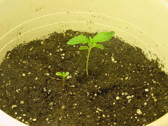 these are the same plants starting to grow good i guess let me know if u see anything wrong with them thanks for the help