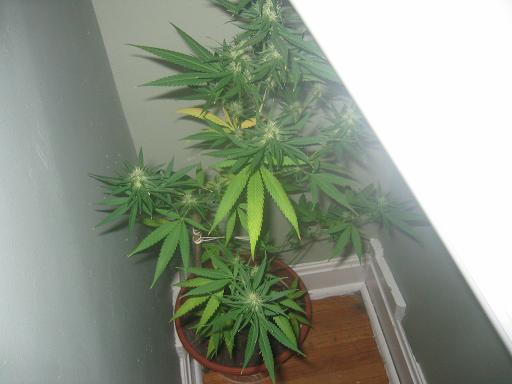 one week after 12/12