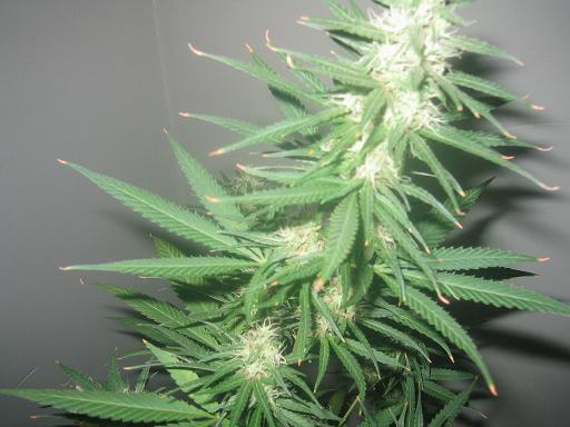 this is my 5th week 12/12 