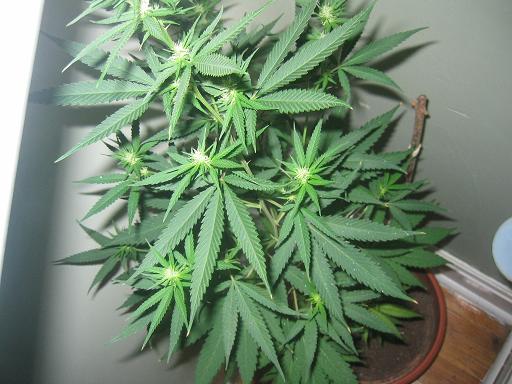 one week after 12/12