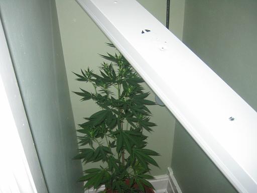 1 week on 12/12