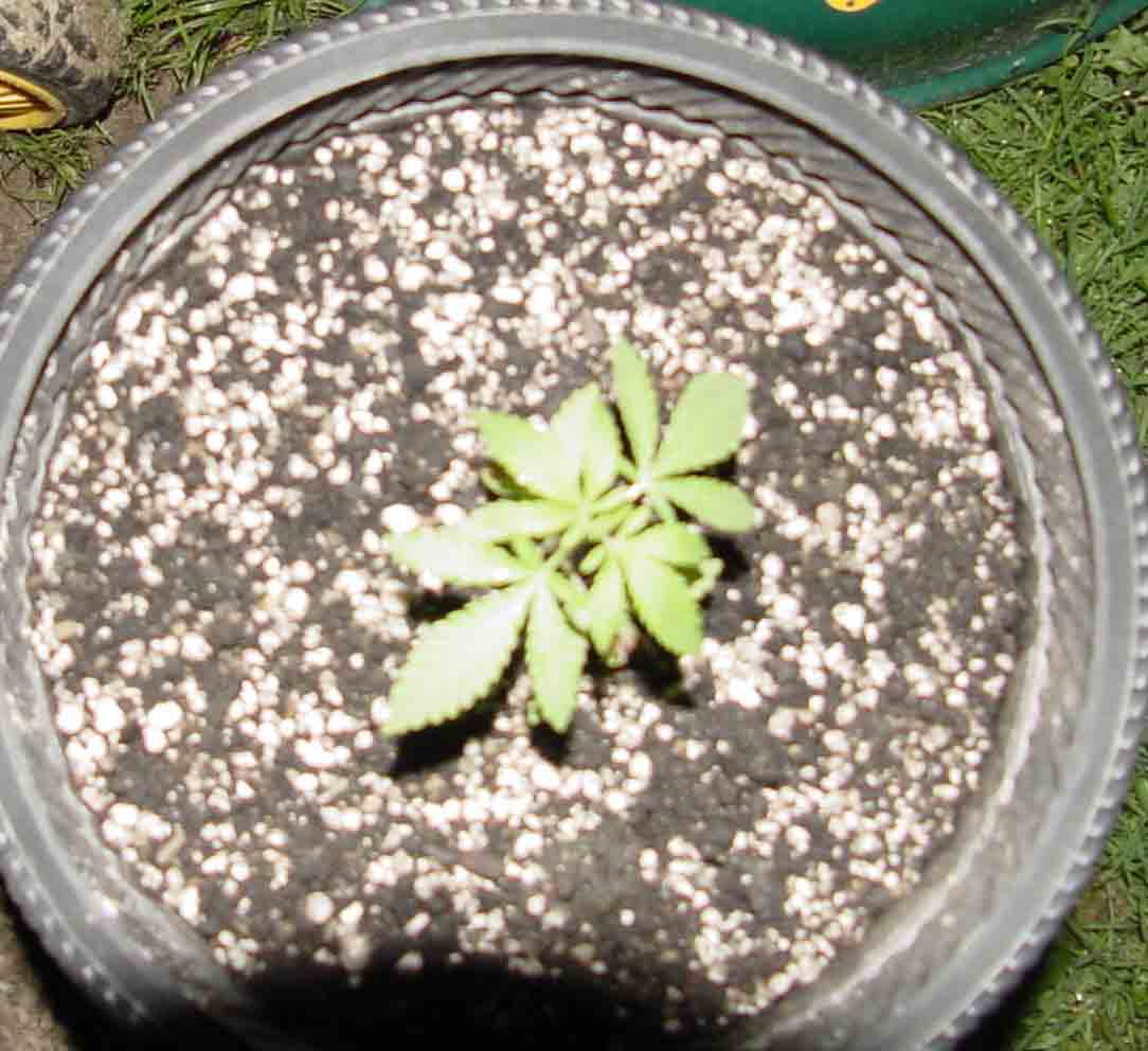 Watching this one closely, I think I may be impressed. It's 2 weeks old and also is being grown organically outdoors. The excessive rain has slowed them but not for much longer, the June Gloom is about over