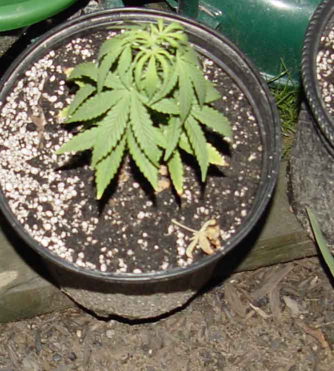 Organic Slipper outdoors, really perked up after transplant, thoroughly impressed thus far