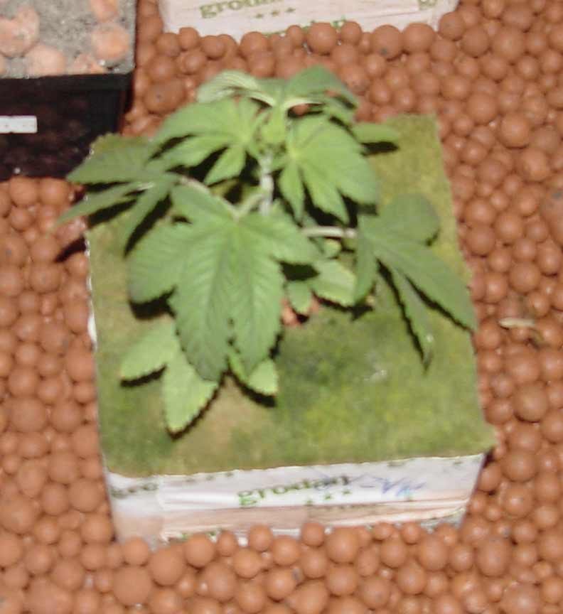 Thes mazar are also 4 weeks old and have had trikes since 2nd week. I can see them under a 30x lighted mag glass
